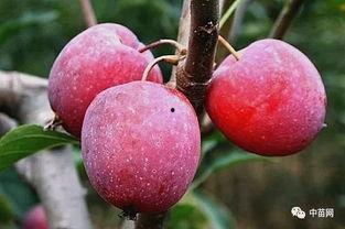 鸡心果,营养与美味的完美结合