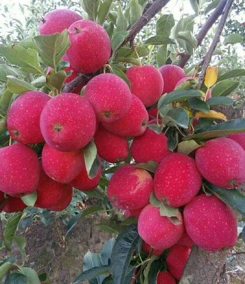 鸡心果,营养与美味的完美结合