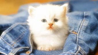 娱乐吃瓜茶小猫